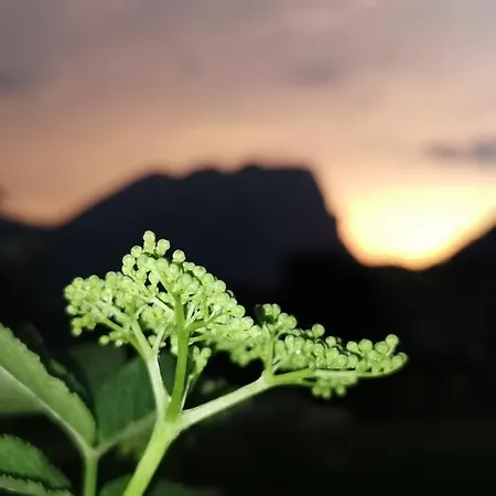 Urlaub Bei Moses Schoppernau