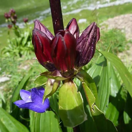 Apartman Urlaub Bei Moses *