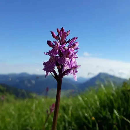 Apartman Urlaub Bei Moses