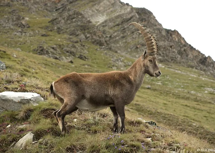Urlaub Bei Moses Apartment Schoppernau