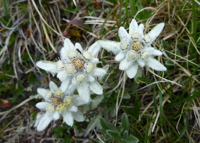 Urlaub Bei Moses Apartment Schoppernau